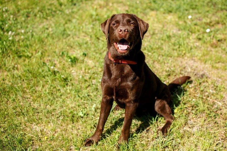 Las Mejores Razas De Perros Para Adiestrar Según Un Experto: Ni Golden Retriever Ni Perro De Agua 4 Labrador Retriever: El Perro Todoterreno