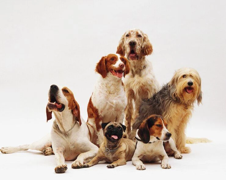 Las mejores razas de perros para adiestrar según un experto: ni Golden Retriever ni perro de agua