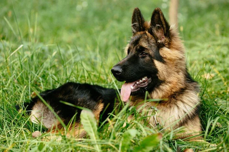 Las Mejores Razas De Perros Para Adiestrar Según Un Experto: Ni Golden Retriever Ni Perro De Agua 3 Pastor Alemán: Inteligencia Y Ladridos En Un Solo Paquete