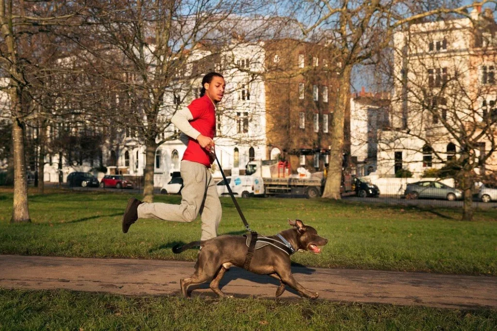 Responsabilidad Cívica: Más Allá De La Educación Del Perro