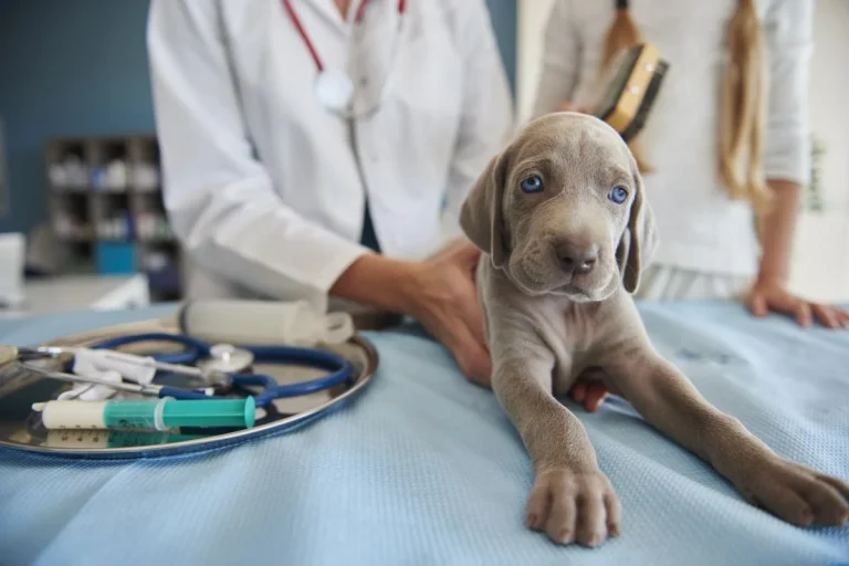 La «absurda» nueva ley animal empuja a los dueños a arriesgar la vida de sus mascotas con antibióticos humanos
