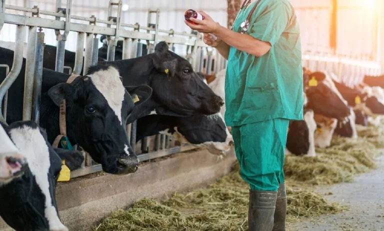 Radiografía del veterinario rural en España: retos, escasez y vocación