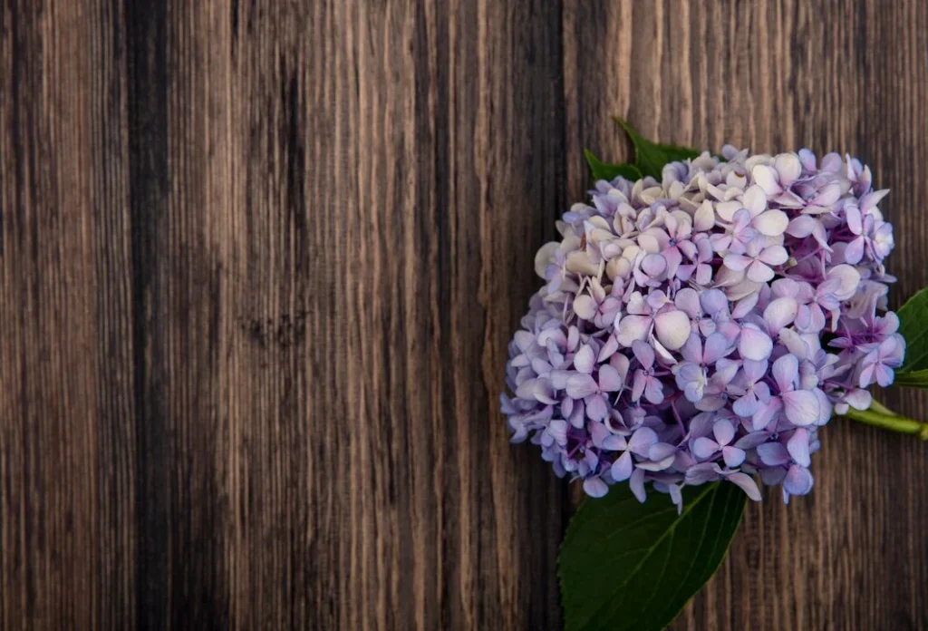 Aldi: Cuidados Básicos Para Mantener Tus Hortensias En Perfecto Estado