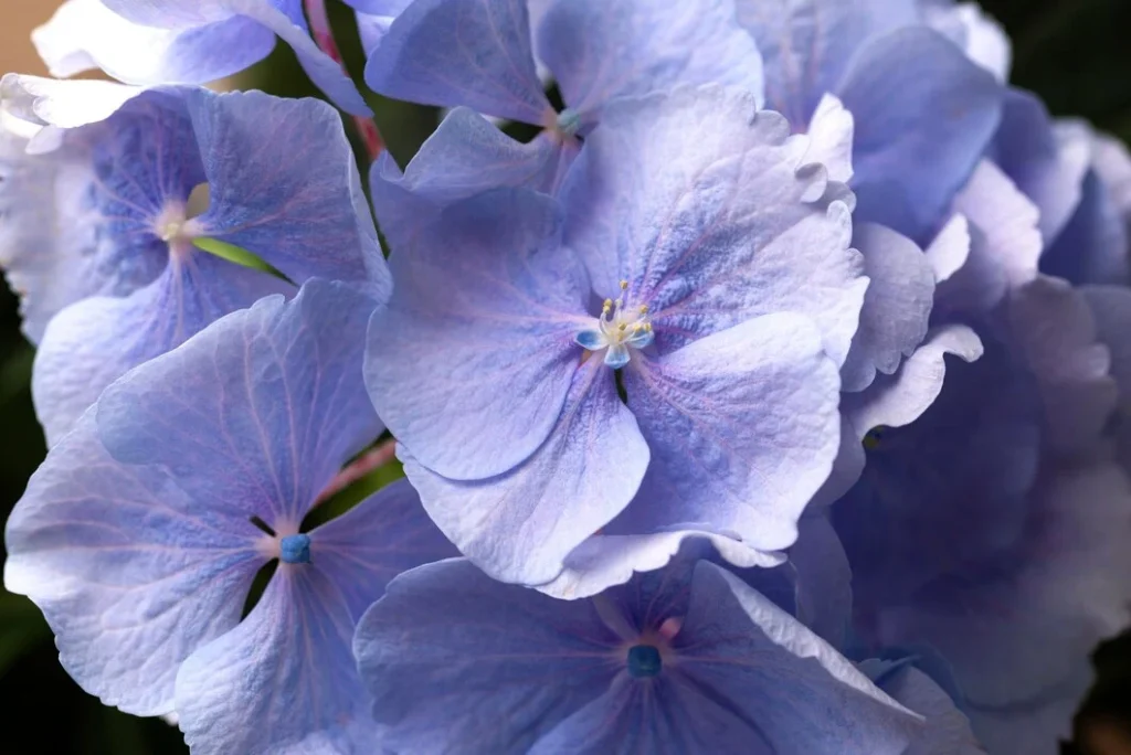 Riego Y Poda: Claves Para Unas Hortensias Saludables