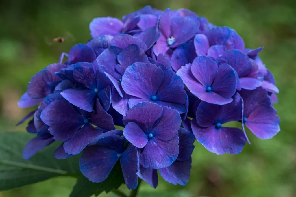 Hortensias En Aldi: Belleza Y Calidad A Un Precio Imbatible