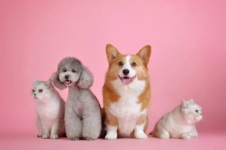 Cómo asegurar una alimentación saludable para tu mascota: Consejos y guía
