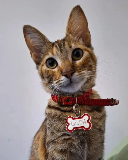 La importancia de una alimentación equilibrada en los gatos