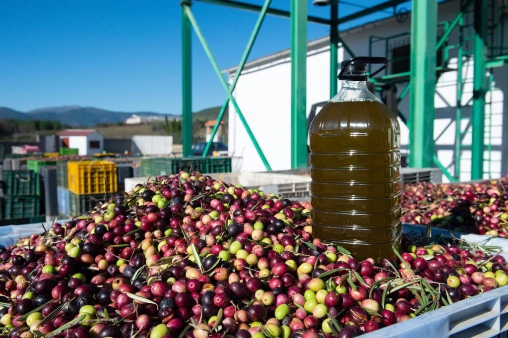 El Aceite De Oliva, En El Punto De Mira