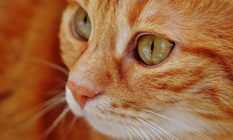 Gato Microchip Obligatorio Ley Bienestar Animal Fuente: Europa Press