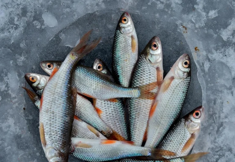 Cómo está afectando el acuerdo de la UE en la venta de pescado y marisco