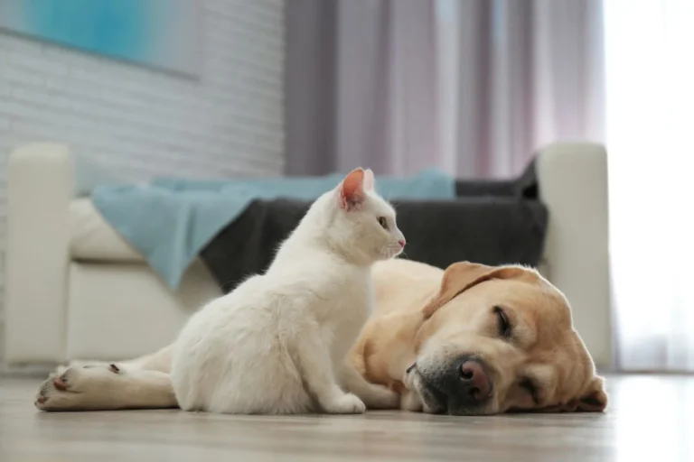 Casi tres de cada diez perros y gatos en España sufren problemas gastrointestinales