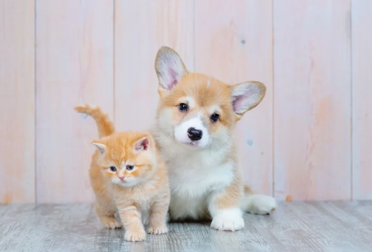 Advance lanza su primera guía de cachorros para concienciar a los ‘pet-parents’ sobre su cuidado y bienestar