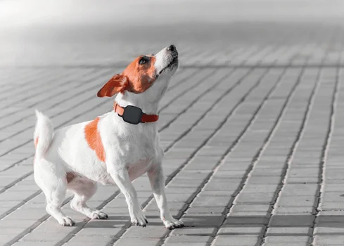 Una Herramienta Útil También Para El Bienestar Animal