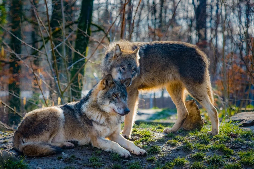 Lobo Iberico