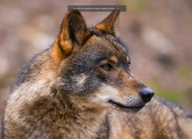 «Exterminio Disfrazado De Gestión»: La ‘Trampa’ Del Lobo Hace Que Animalistas De España Tomen Las Calles