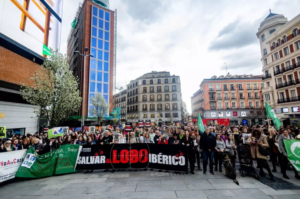 Manifestacion Lobo Iberico