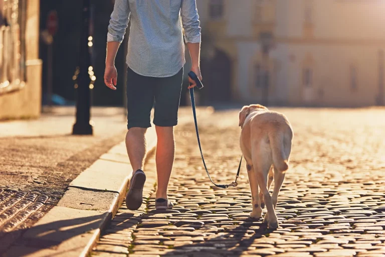 Tu perro sufre en Madrid: el error que cometes al pasearle por la ciudad