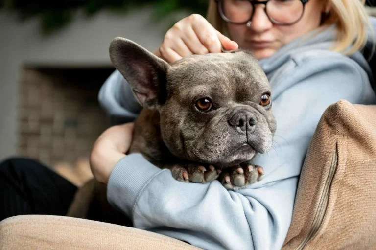 Advance lanza el Vitality Test, una herramienta digital para mejorar la vida de perros senior