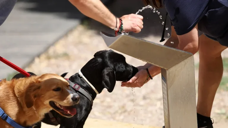 La prueba de los 5 segundos para sacar a pasear a tu perro cuando hace mucho calor