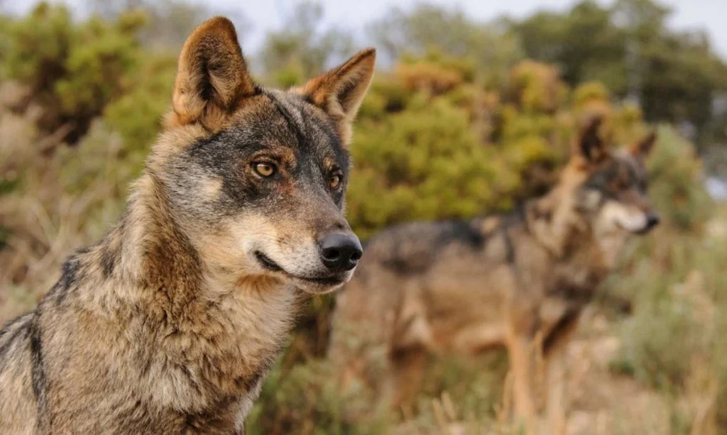 La Muerte Del Caballo De Úrsula Von Der Leyen Provoca Hoy Que España Permita Matar Lobos Ibéricos 4 Las Organizaciones Ecologistas Se Rebelan