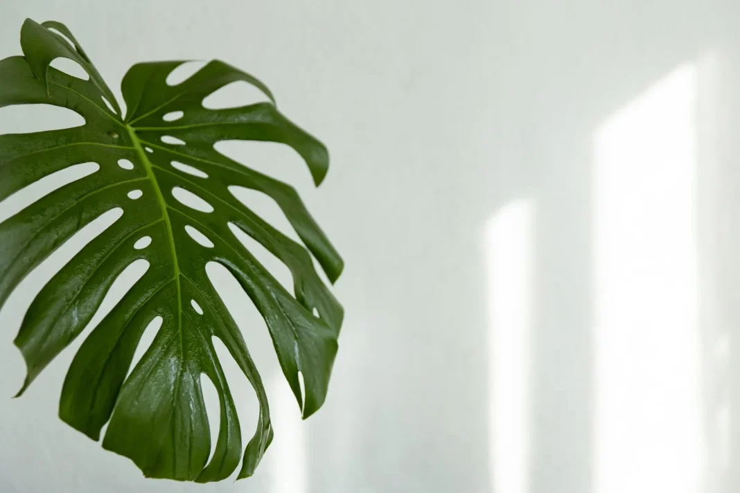 Lidl acierta con una planta tropical a precio imbatible