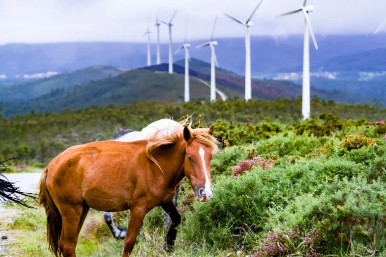 Naturgy impulsa la repotenciación eólica para lograr mayor eficiencia y sostenibilidad