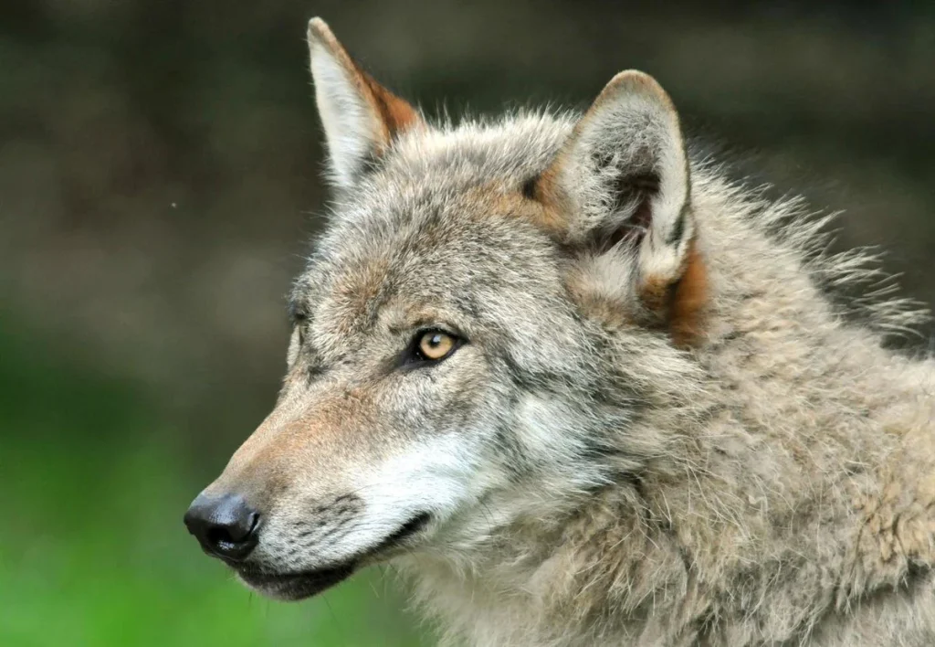 La Muerte Del Caballo De Úrsula Von Der Leyen Provoca Hoy Que España Permita Matar Lobos Ibéricos 5 Un Cambio Legislativo Que Trasciende Lo Ambiental