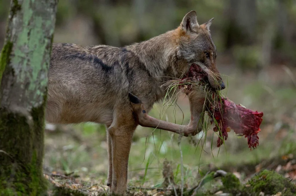 La Muerte Del Caballo De Úrsula Von Der Leyen Provoca Hoy Que España Permita Matar Lobos Ibéricos 2 Von Der Leyen, Su Poni Y El Inicio De La Desprotección