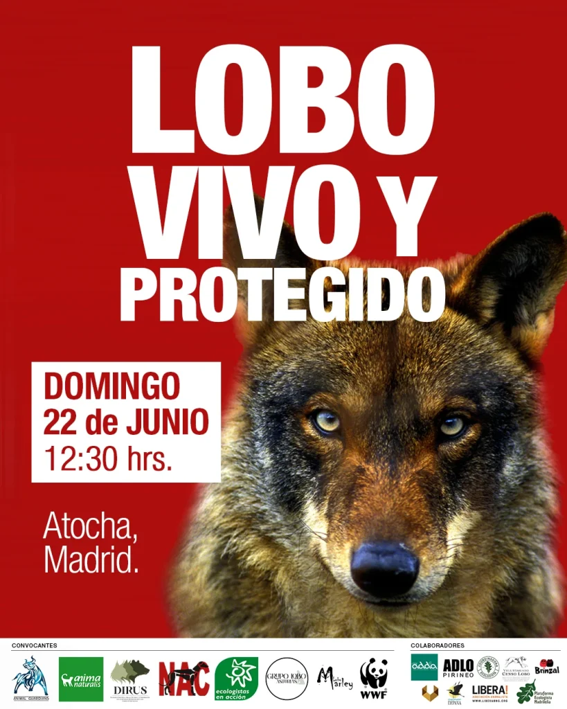 «Es Una Matanza Sistemática Con Fines Económicos»: Los Animalistas Se Plantan Ante La 'Artimaña Legislativa' Del Lobo 1 Cartel Manifestacion Lobo Iberico