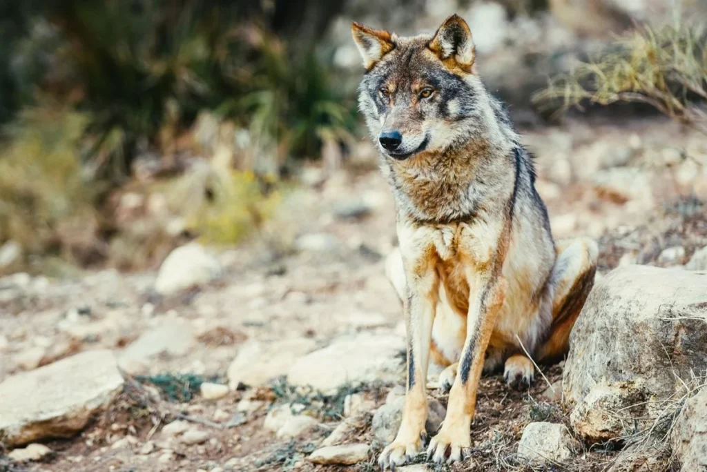 «Es Una Matanza Sistemática Con Fines Económicos»: Los Animalistas Se Plantan Ante La 'Artimaña Legislativa' Del Lobo 2 Lobo Ibérico