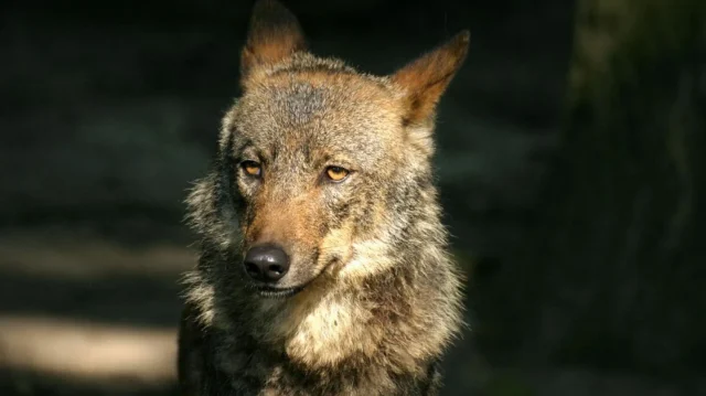 «Es Una Matanza Sistemática Con Fines Económicos»: Los Animalistas Se Plantan Ante La ‘Artimaña Legislativa’ Del Lobo