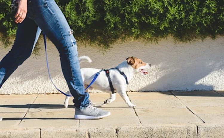 La Prueba De Los 5 Segundos Para Sacar A Pasear A Tu Perro Cuando Hace Mucho Calor 2 Pasear Perro Verano Calor Fuente: Pixabay