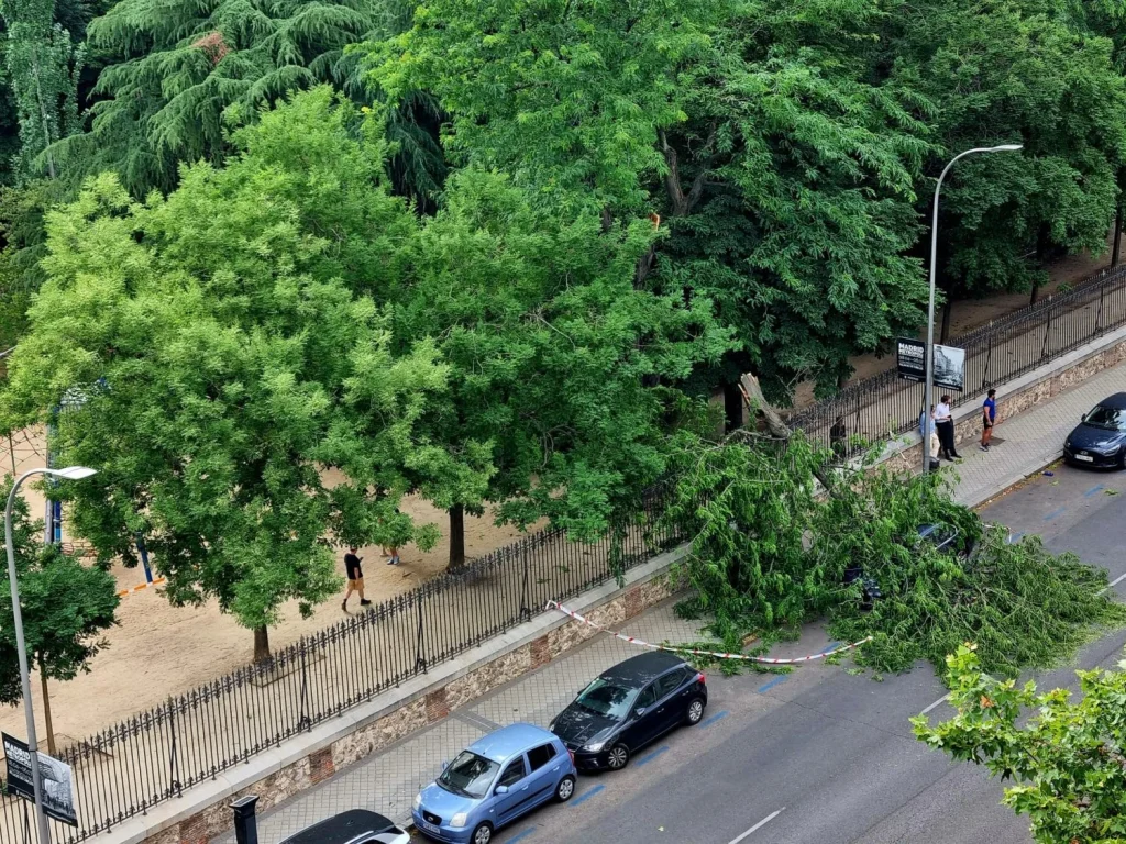 Los Madrileños No Entienden Los Cierres De El Retiro Por Calor: «Quieren Que Gastemos En Bares Para No Morirnos» 4 Rama Coche Caida El Retiro