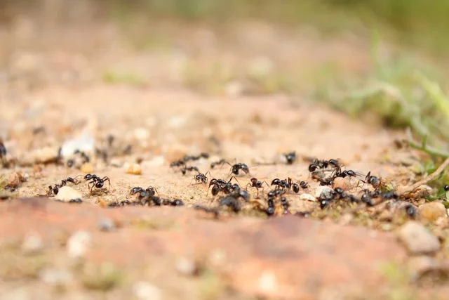 ¿Por Qué Se Producen Los Atascos? Las Hormigas Pueden Tener La Solución Para Evitarlos