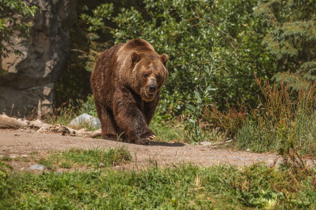 El Único Hotel Del Mundo Donde Puedes Dormir Rodeado De Osos Pardos Está En Este Rincón De Cantabria 3 El Diseño Que Rompe Barreras Entre El Hombre Y La Naturaleza