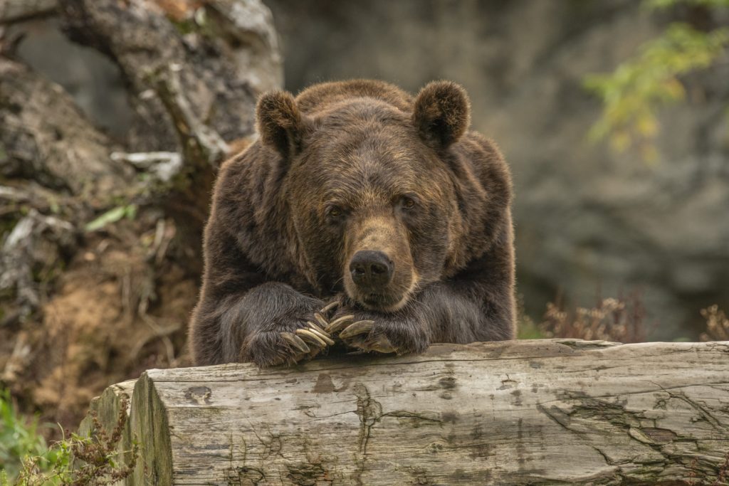 El Único Hotel Del Mundo Donde Puedes Dormir Rodeado De Osos Pardos Está En Este Rincón De Cantabria 2 Una Inmersión Salvaje Con Todas Las Comodidades