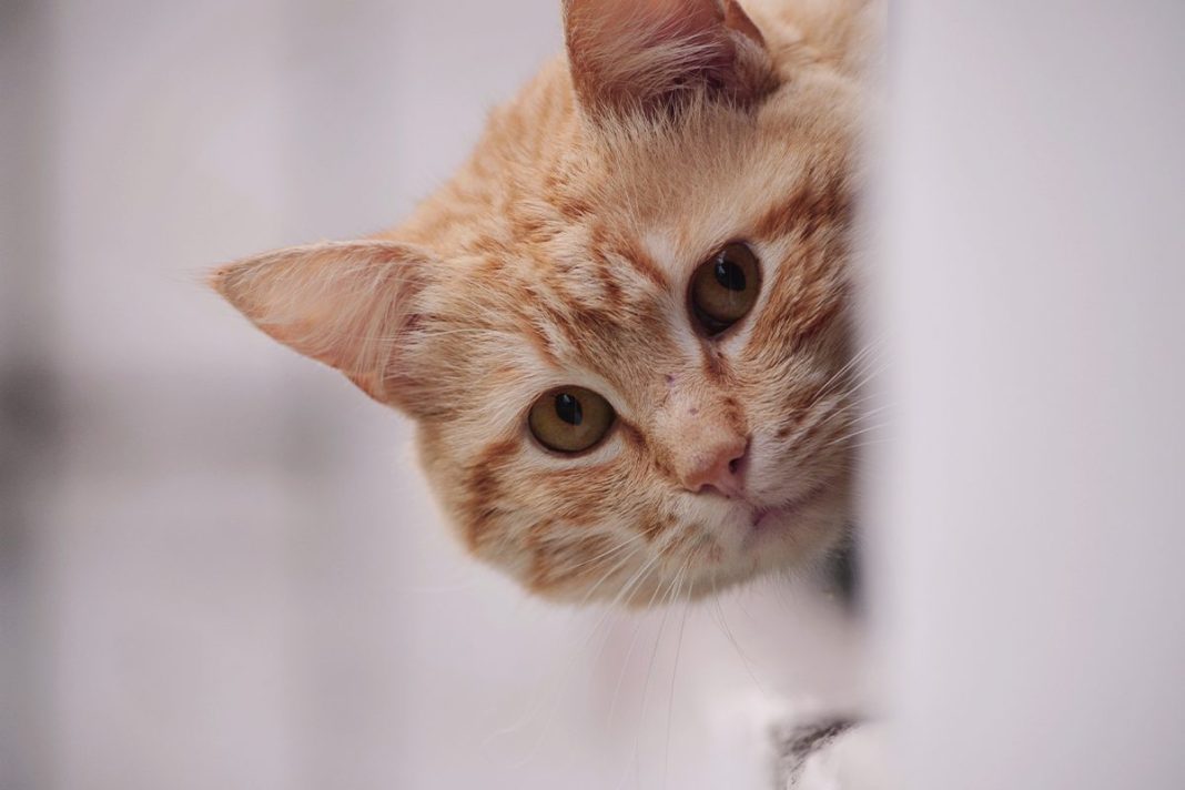 ALGUNOS GATOS SON MÁS PARLANCHINES QUE OTROS