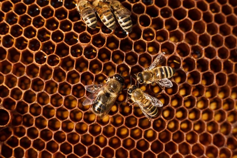 Así es como la IA puede convertirse en la salvación de las abejas
