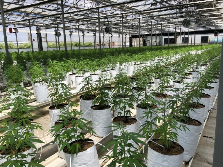 La UNEC, que agrupa al sector del cannabis legal, da un paso al frente para aclarar la confusión del CBD