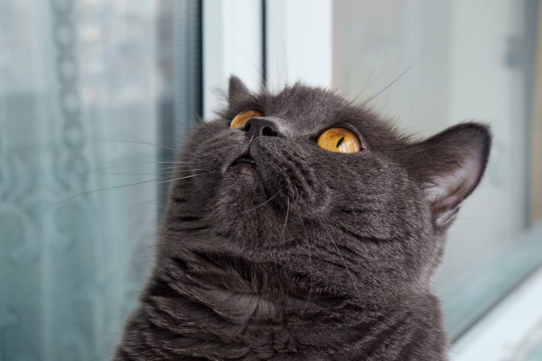 DIFERENTES COMPORTAMIENTOS DE LOS GATOS