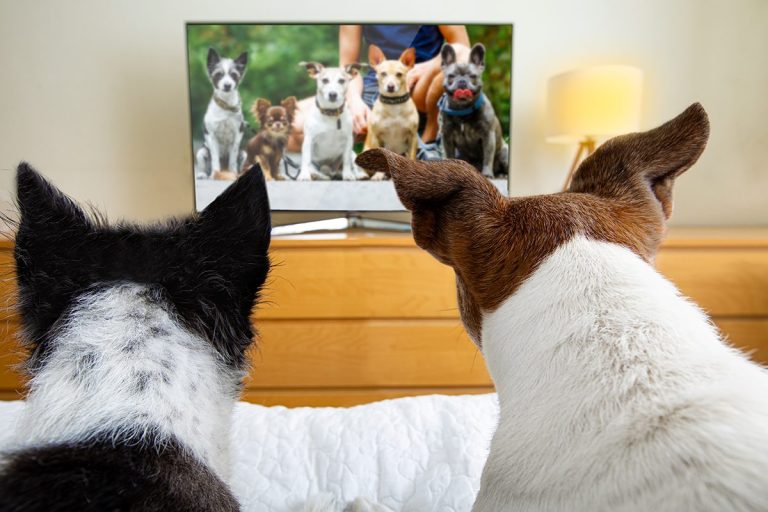 Descubren que los perros tienen preferencias de TV en función de su carácter