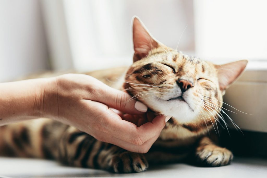 El Entorno Y La Socialización Influyen En Los Gatos