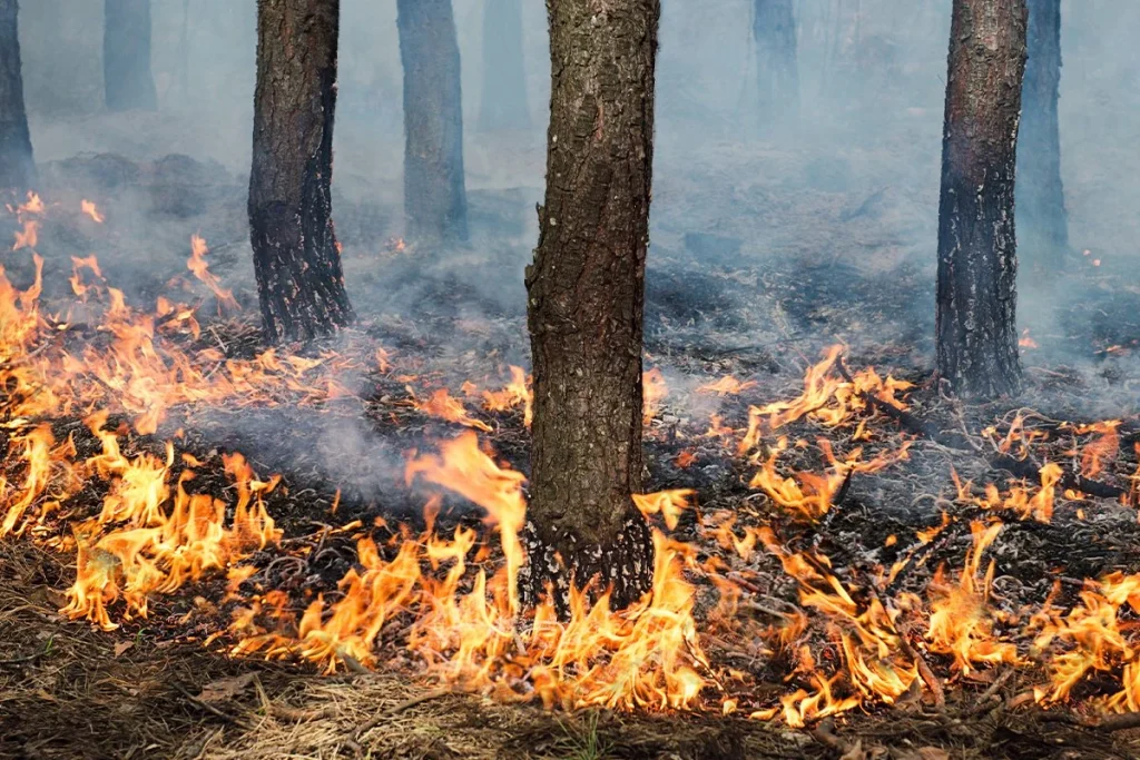 El Escollo De Los Incendios Prescritos