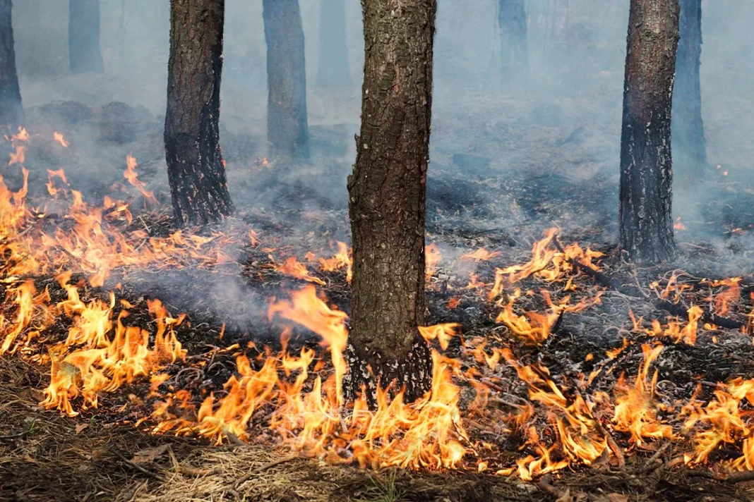 EL ESCOLLO DE LOS INCENDIOS PRESCRITOS