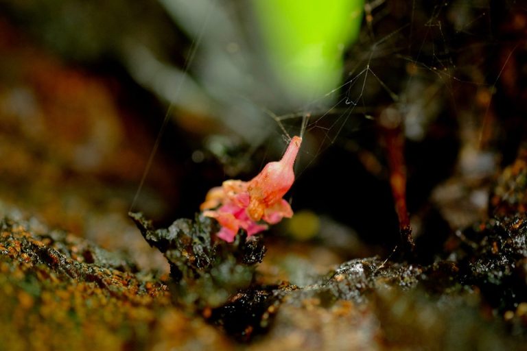 Estos diminutos animales son claves para reducir el calentamiento global