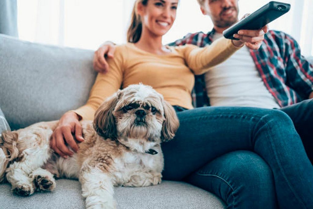 Factores Que Influyen En Que Los Perros Vean La Tv