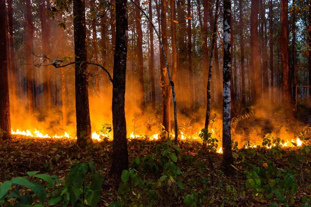 GRANDES BENEFICIOS A TRAVÉS DE LOS INCENDIOS