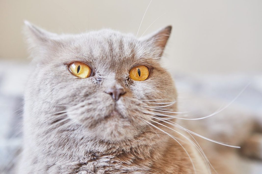 LA CIENCIA DESVELA LA RAZÓN POR LA QUE UNOS GATOS 'HABLAN' MÁS QUE OTROS