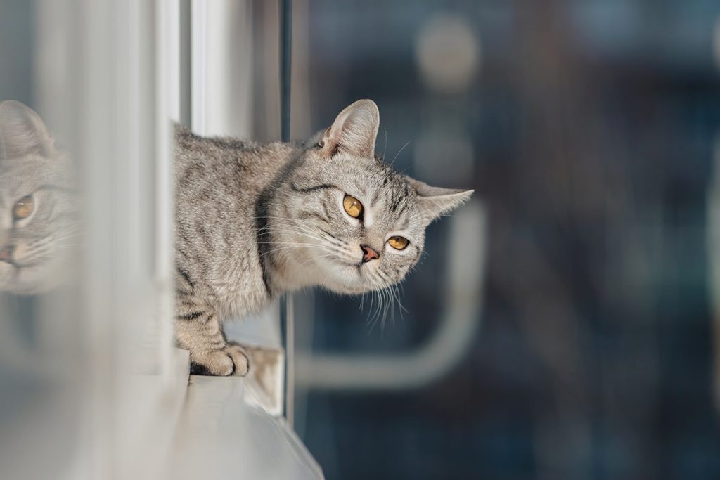 Las Aplicaciones Prácticas De Este Descubrimiento Sobre Los Gatos