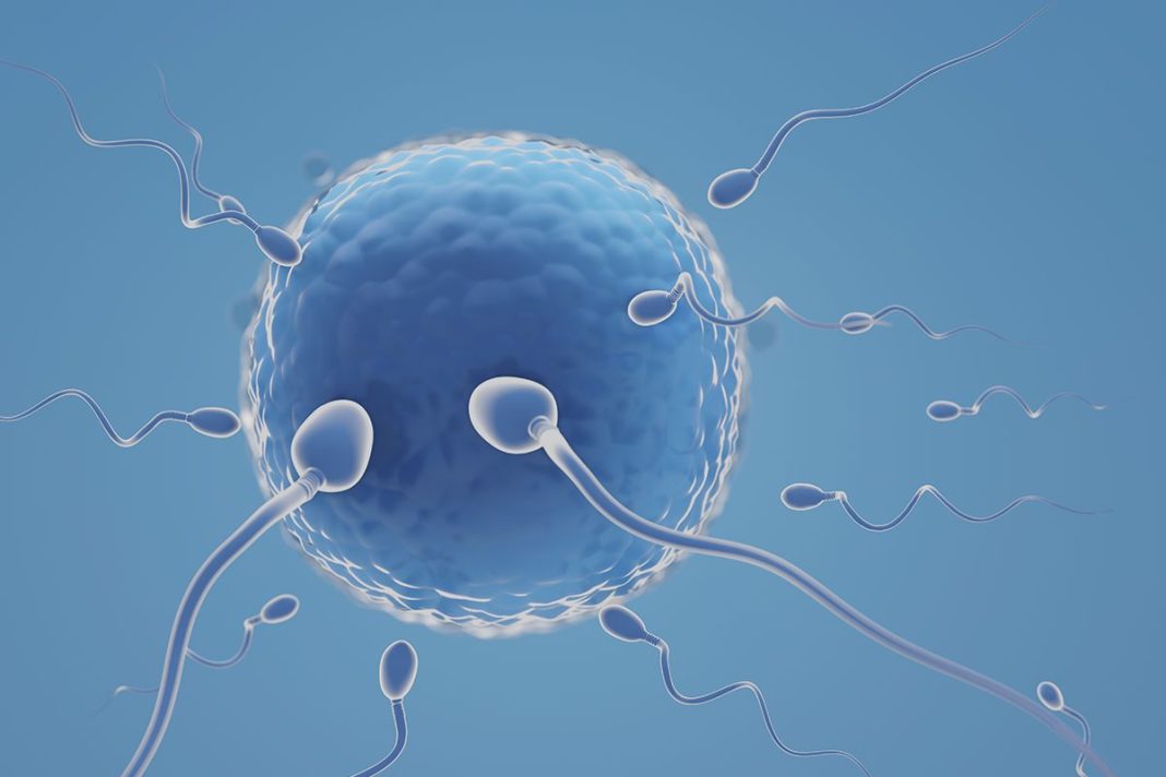 LOS MICROPLÁSTICOS QUE MÁS PERJUDICAN A LA FERTILIDAD